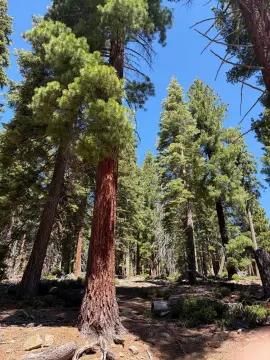Forest-Adjacent Homesite Land
