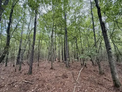 Secluded Hunting and Timber Investment