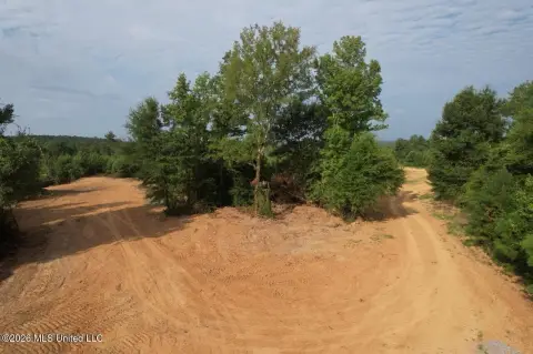 Pine Timber Hunting Land