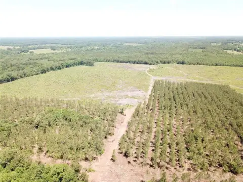 Bowie County Timberland Investment Opportunity