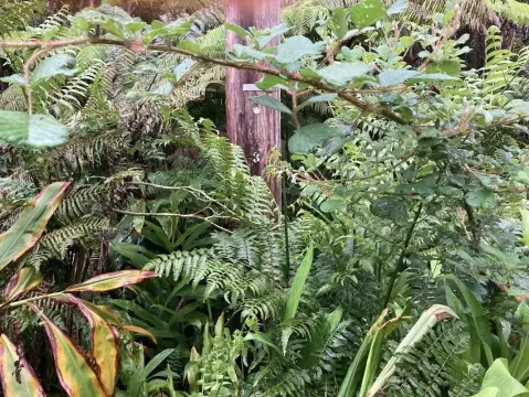 Volcano, HI Land Opportunity