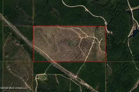 Recreational Land with Pine Plantings