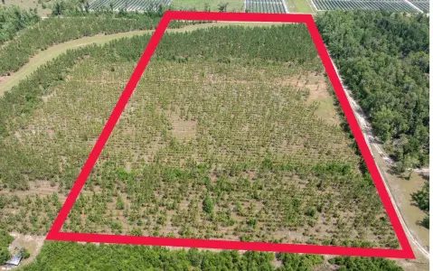 Planted Pine Agricultural Land