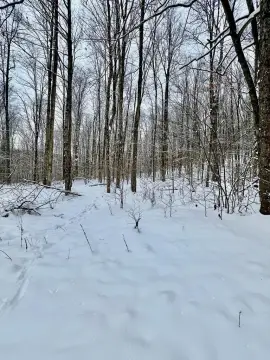 Wooded Land in Genesee, PA