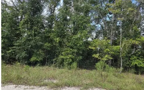 Wooded Land Parcel
