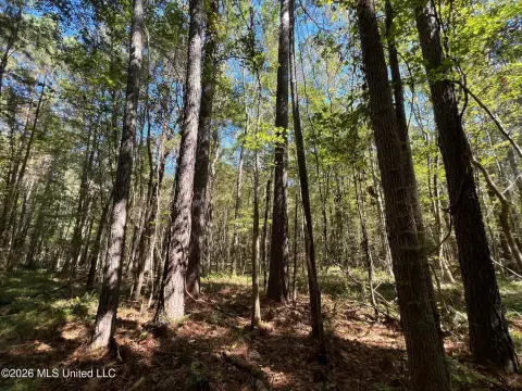 Mature Timber Hunting Land