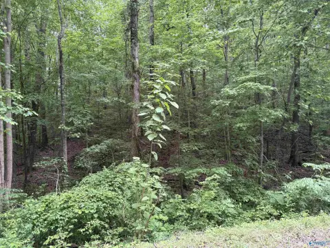 Unrestricted Land in Falkville, AL