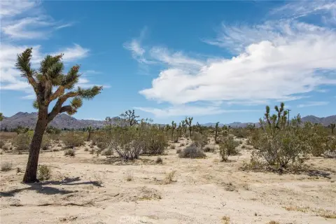 Joshua Tree Corner Lot