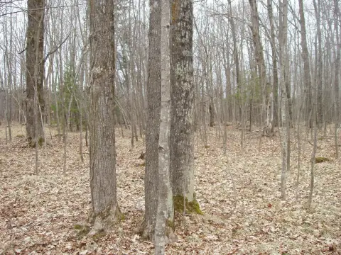 Heavily Wooded Country Land Parcel