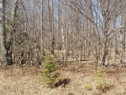 Wooded Land Parcel in Park Falls
