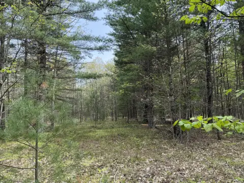 Wooded Acreage Near Manistee