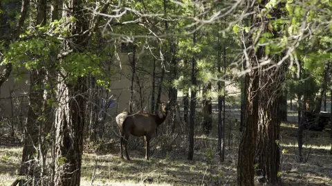 Treelined Homesite Bordering National Forest