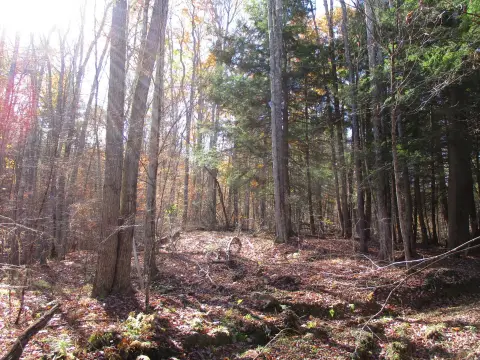 Wooded Hunting and Recreation Land