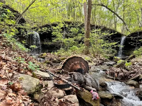 Secluded 120-Acre Wooded Land