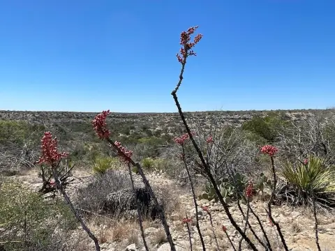 West Texas Hunting & Recreational Ranch