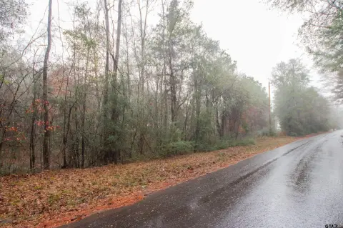 Mature Pine Tree Farm