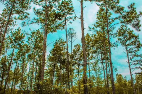 Undeveloped Land in Hudson, Texas