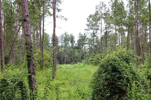 24 Acres in Hudson, Texas