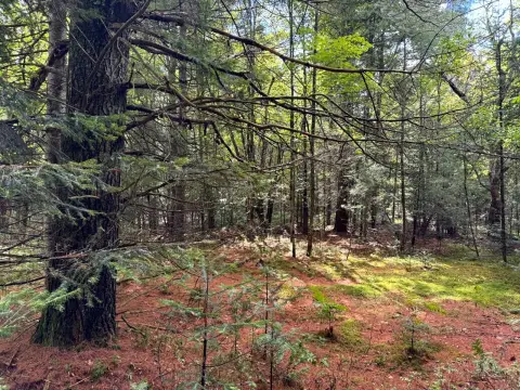 Wooded Land Near Adirondack Forest