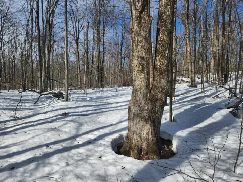 Wooded Lot in Alba, MI