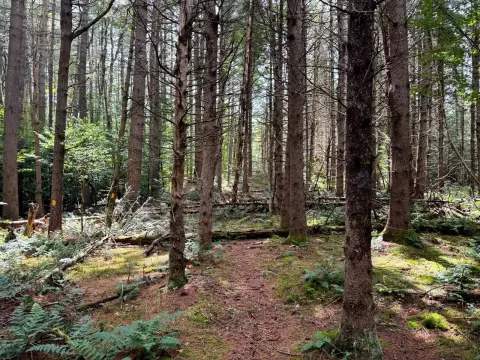 Wooded Land Near Adirondacks