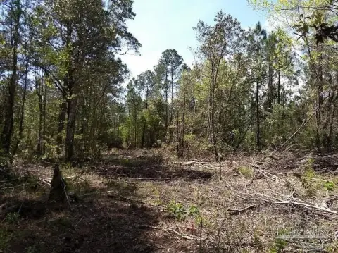Wooded Land in Villa Garcon