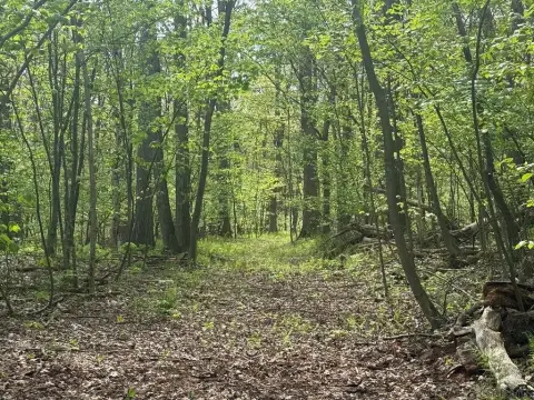 Wooded Lot on Dishong Mountain