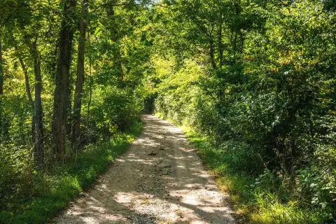 Plainwell Wooded Land For Sale