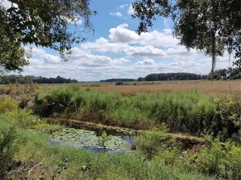 Oak-Studded Waterfront Land