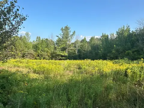 59.5 Acres Hunting Land in NY
