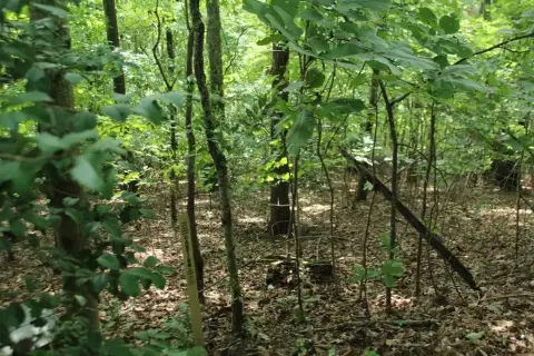 Hayesville, NC Vacant Lot