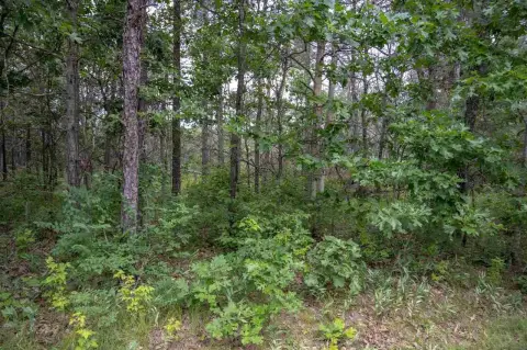 Wooded Land in Castle Rock