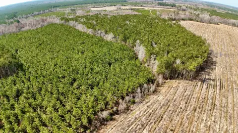 223 Acres Hunting/Recreational Land