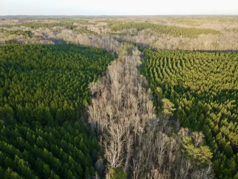 Alabama Black Belt Hunting Land