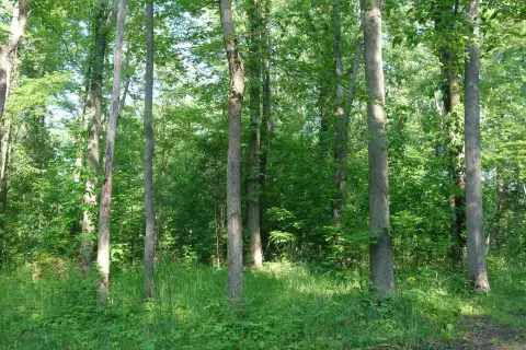 Scenic Land Parcel in Ypsilanti