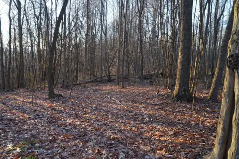Build-Ready Wooded Land Lots