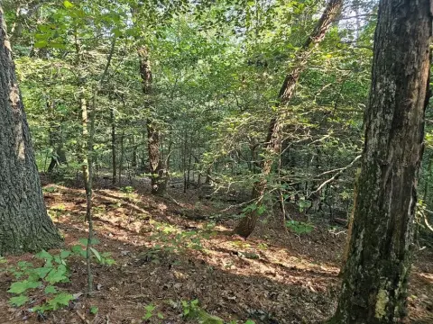 Wooded Lot in Ellijay, GA