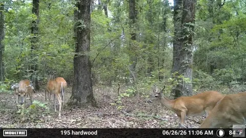 Timber and Hunting Tract