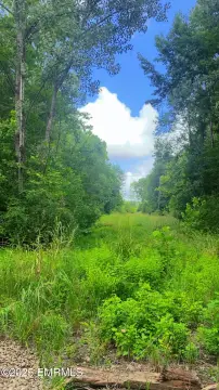 Recreational Timber Hunting Land