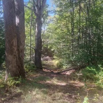 Wooded Recreational Land