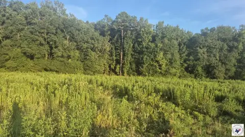 Wooded Hunting Land with Creek