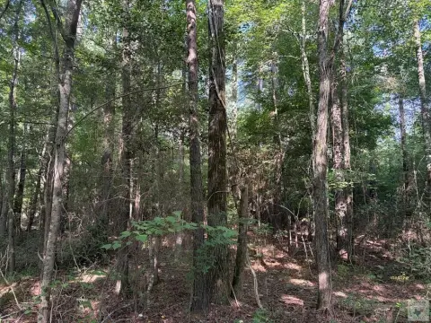 Timber and Hunting Land