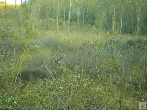 Wooded Hunting Land