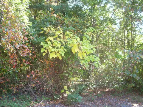 Hunting Land