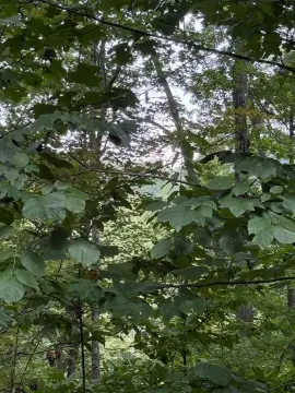 Mountain-Top Lot in Young Harris