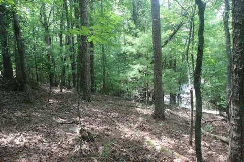 Wooded Lot in Ellijay, GA
