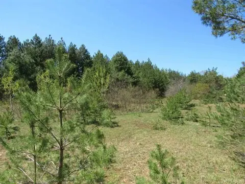 Wooded Land Parcel