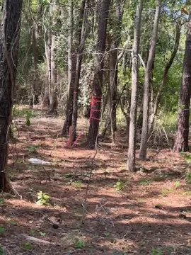 Mount Pleasant Wooded Lot