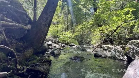 Weaverville Wooded Land Near Forest