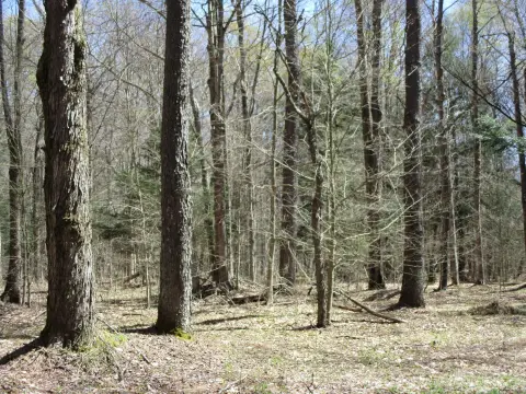 Wooded Hunting Land